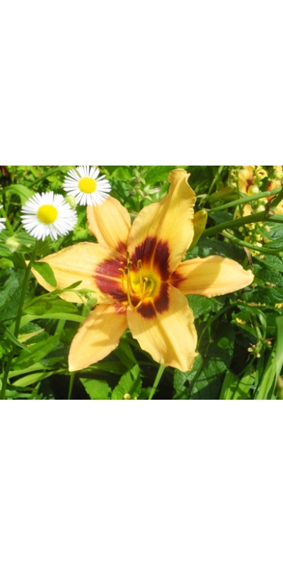 daylilies: + EZ 4-34-03 (VT)