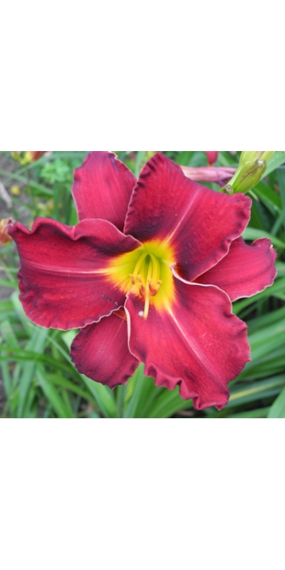 daylilies: LUSTY LELAND type (VT)