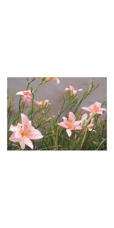 daylilies: CHAMELEON FLOWER (VT)
