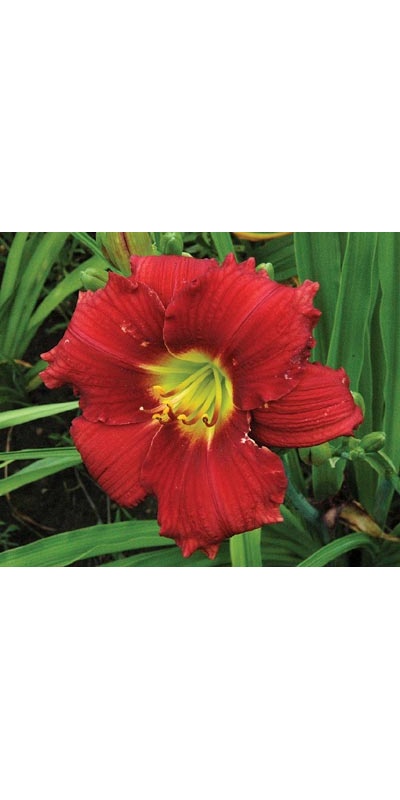 daylilies: SILOAM CHERRY CHIMES