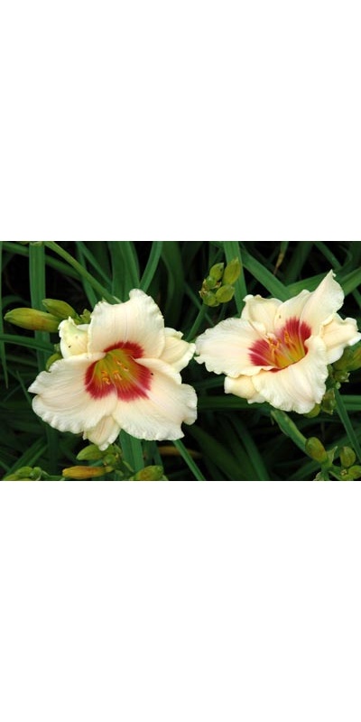daylilies: WINK AND SMILE