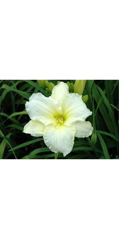 daylilies: FREEDOM DOVE