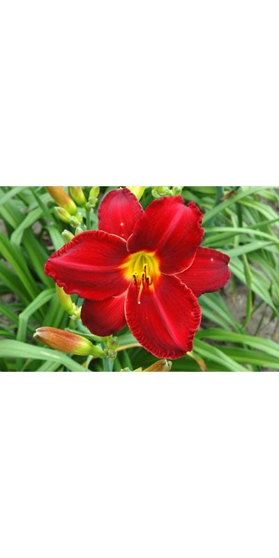 daylilies: CHICAGO RUBY