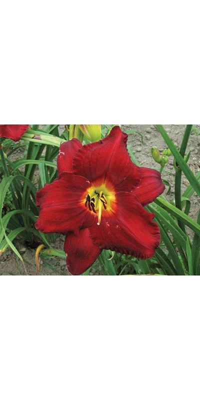 daylilies: CRIMSON SHADOWS