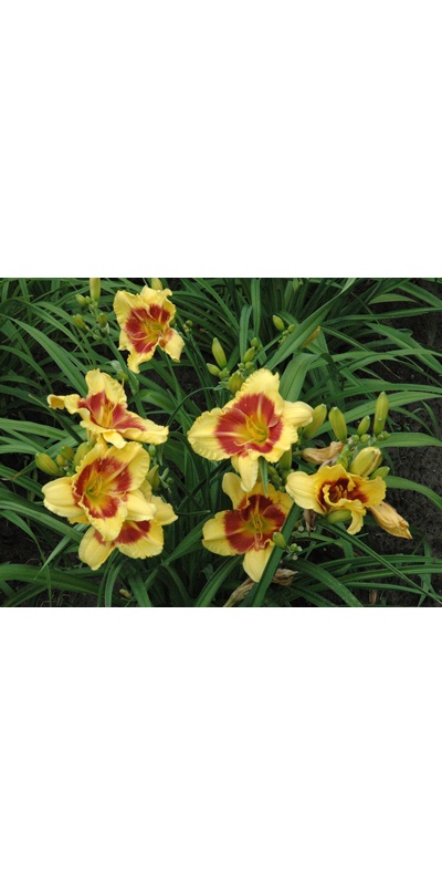 daylilies: NEW CLOWN FACE