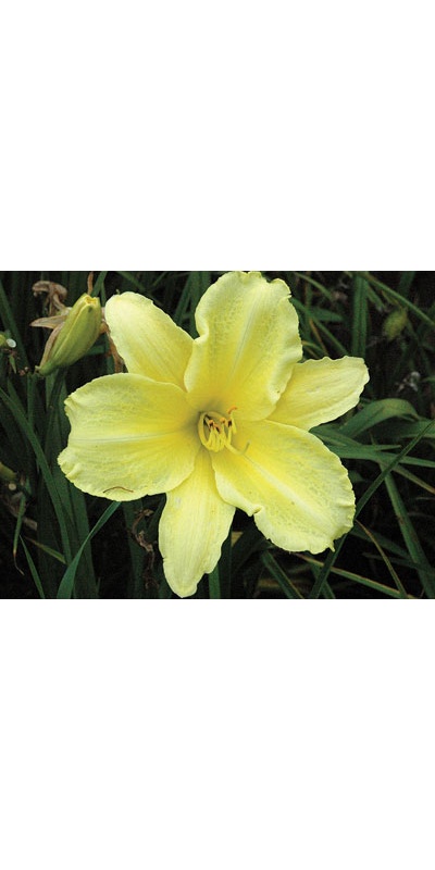 daylilies: YELLOW LION