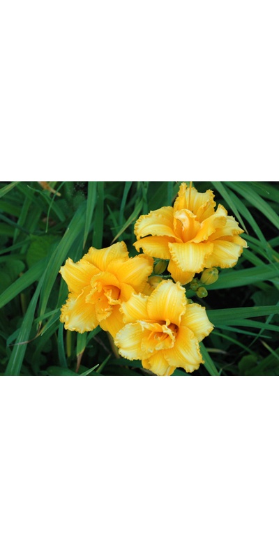 daylilies: CONDILLA