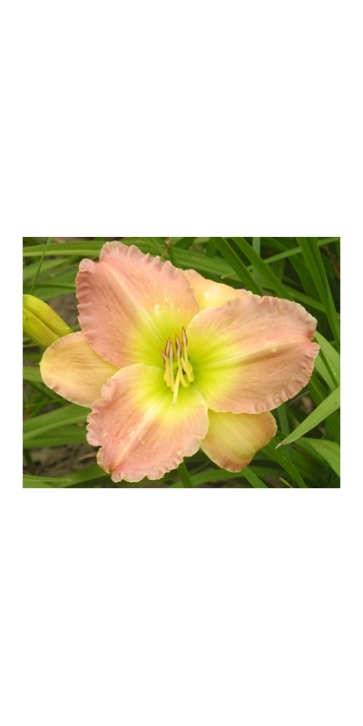 daylilies: ENCHANTERS SPELL