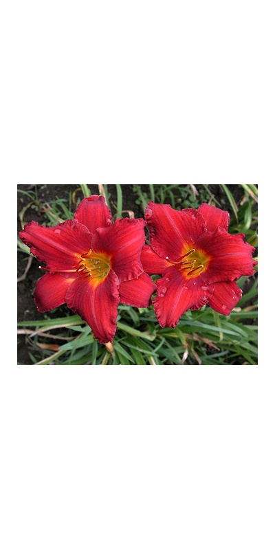 daylilies: CHICAGO APACHE