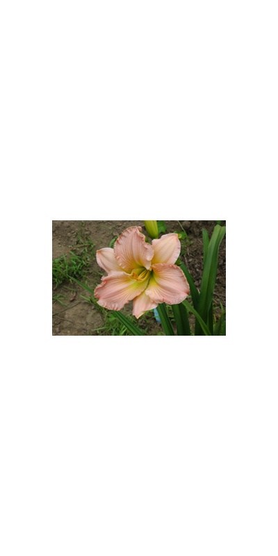 daylilies: PINK CORDUROY