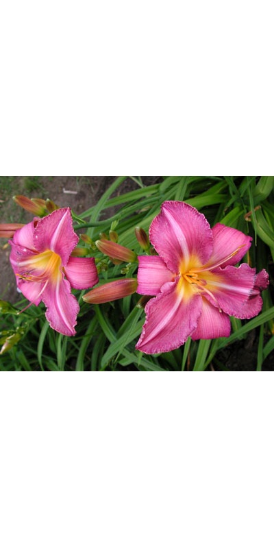 daylilies: CHICAGO ARNIE'S CHOICE