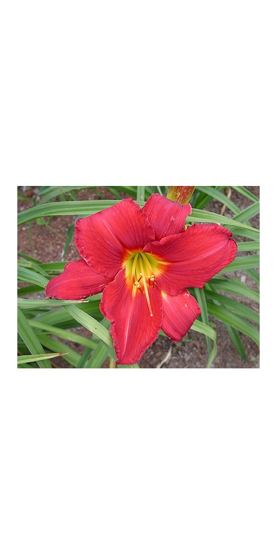 daylilies: CHICAGO ATLAS