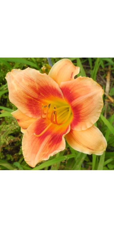 daylilies: AVANTE GUARD