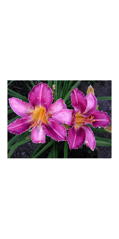 daylilies: CHICAGO KNOBBY