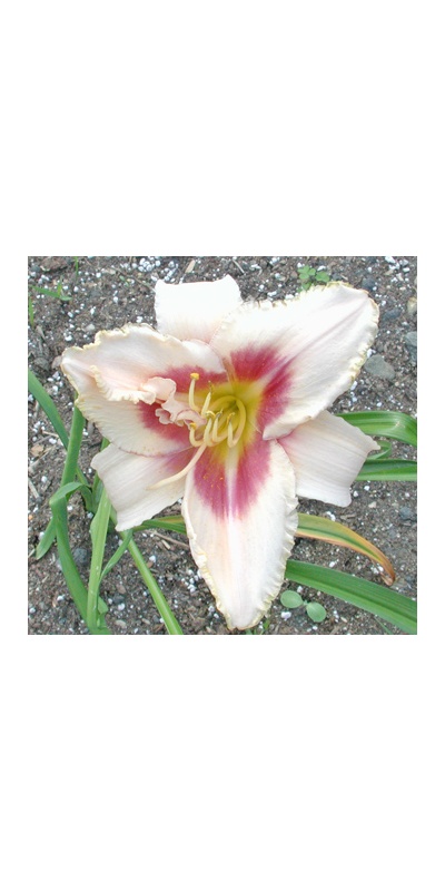 daylilies: CHICAGO PICOTEE LACE