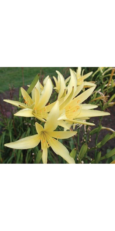 daylilies: H. citrina spider type (VT)