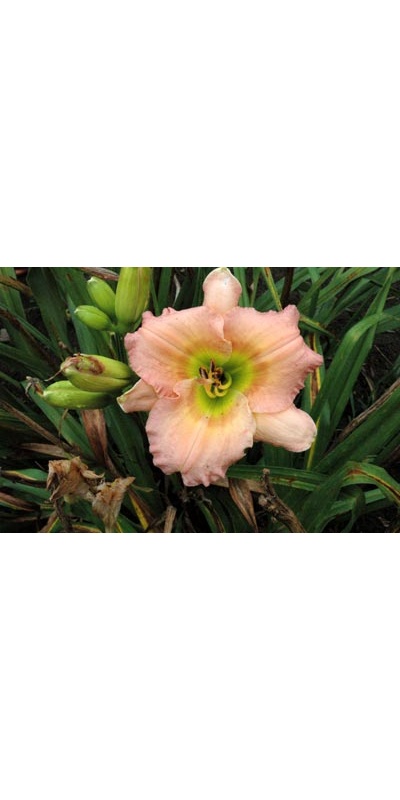 daylilies: CHORUS LINE (TET)