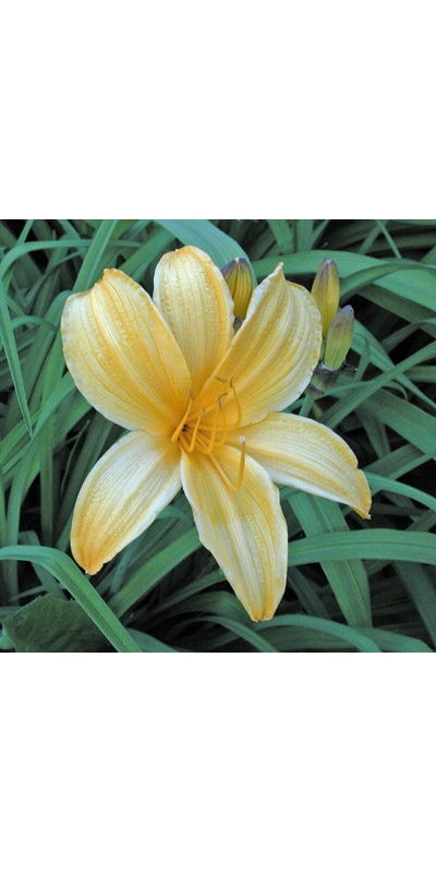 daylilies: APRICOT