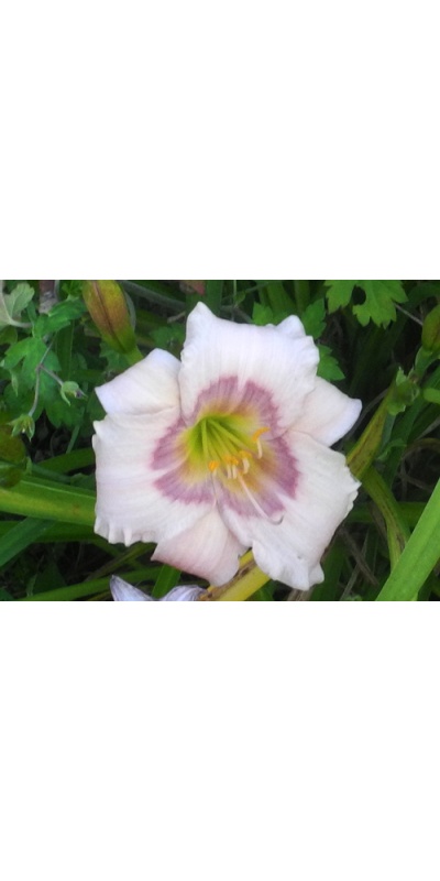 daylilies: ELFIN EYES