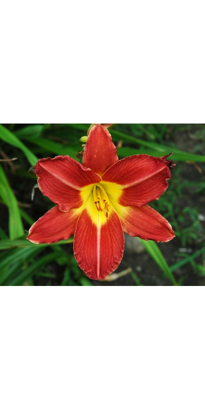 daylilies: + 23-30 9-29-04 (VT)