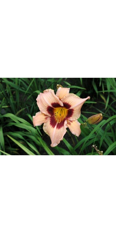 daylilies: OLALLIE PURPLE POWER (VT)