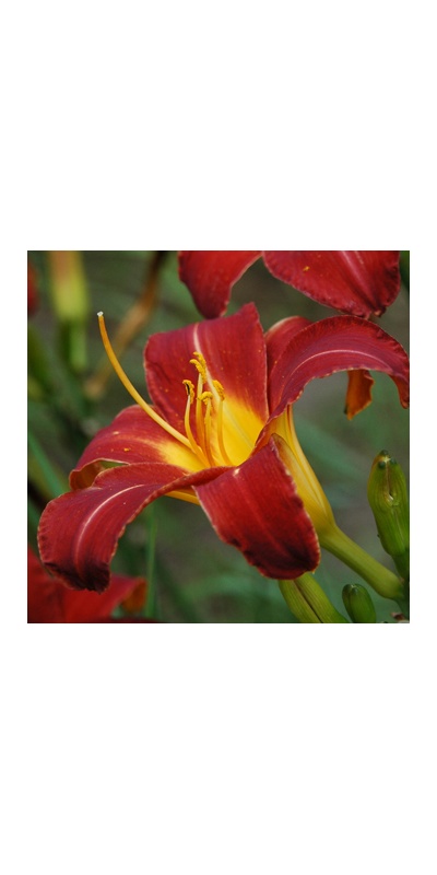 daylilies: + 3-30 9-29-04 (VT)