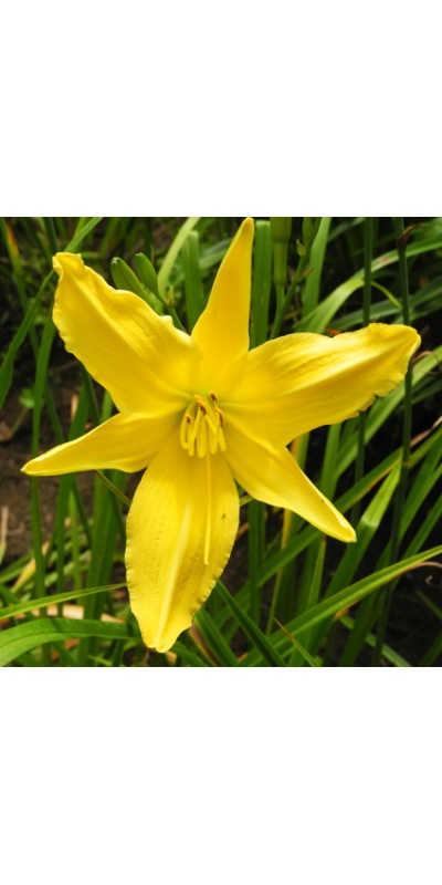 daylilies: OLALLIE SPIDER WEB (VT)