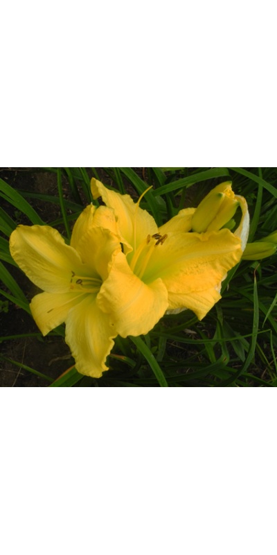 daylilies: OLALLIE SOLAR FLARE (VT)
