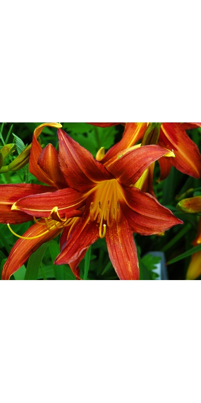 daylilies: NADA (RA)