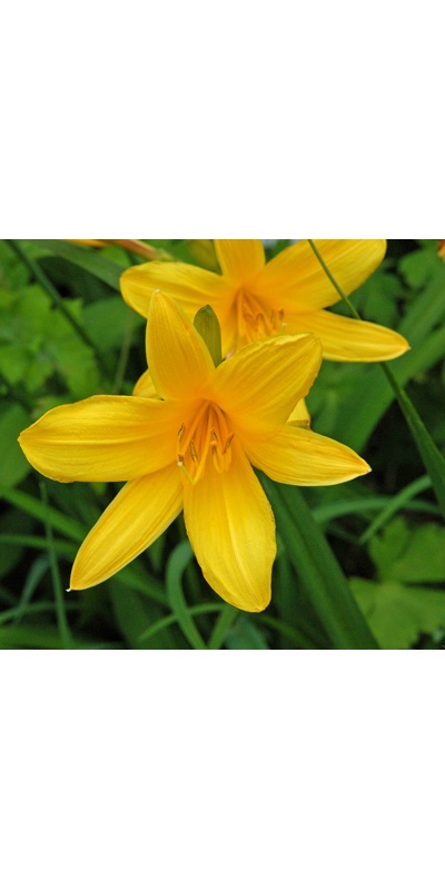 daylilies: ELIZABETH