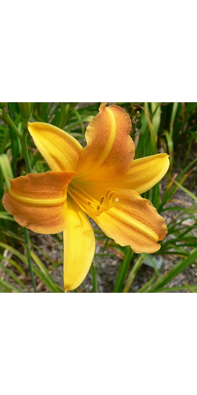 daylilies: BOUTONNIERE