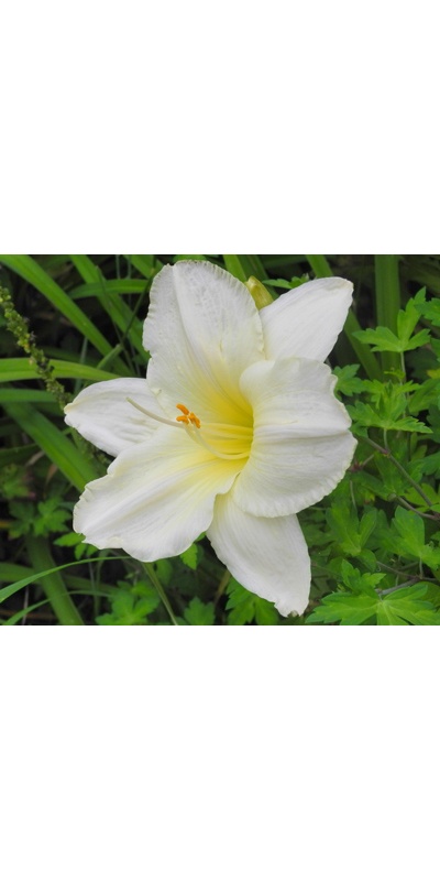 daylilies: CONGENIALITY