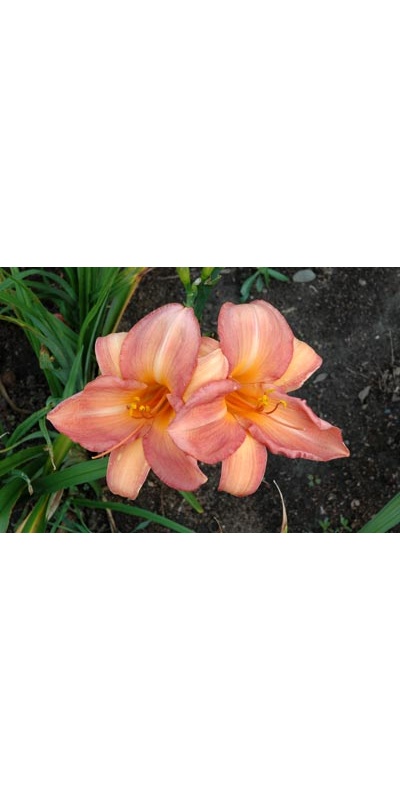 daylilies: COOKIE MONSTER