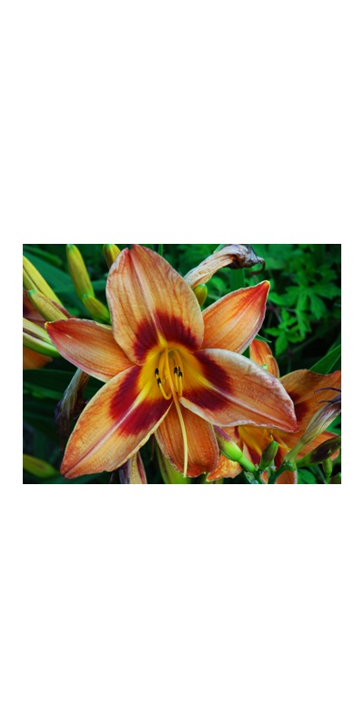daylilies: BOLD & BRASSY