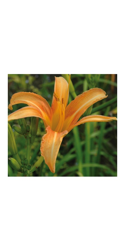 daylilies: H. sempervirens
