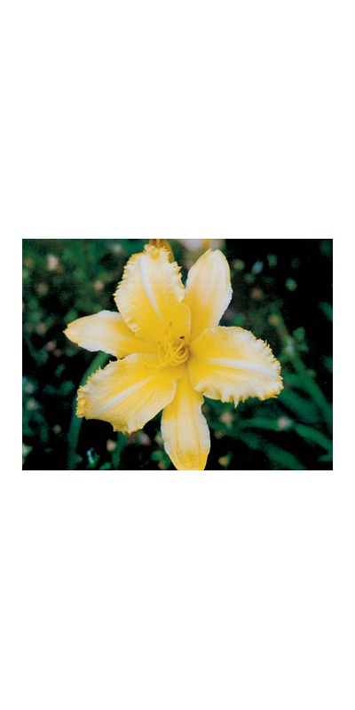 daylilies: CREEPY CRAWLER