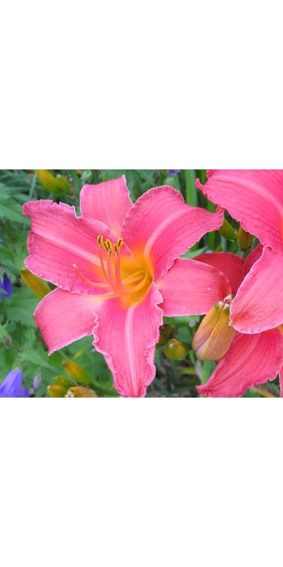 daylilies: CRESCENDO (VT)