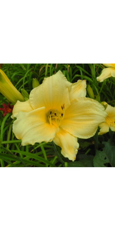 daylilies: OLALLIE GARRETT CAMPEN (1-05)