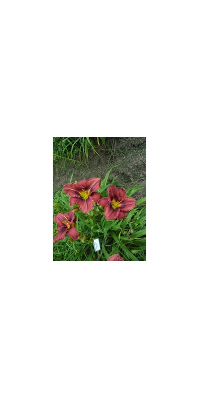 daylilies: OLALLIE BETTY GRODEN