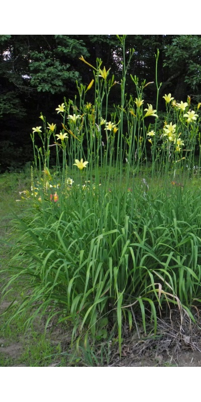 daylilies: H. citrina vespertina hybrids (VT)