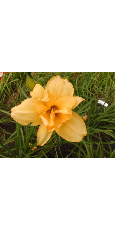 daylilies: DOUBLE DAFFODIL