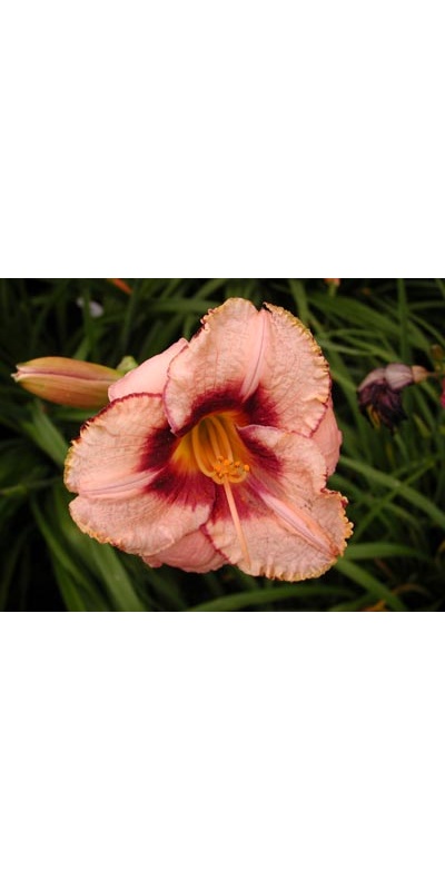 daylilies: DARING DILEMMA