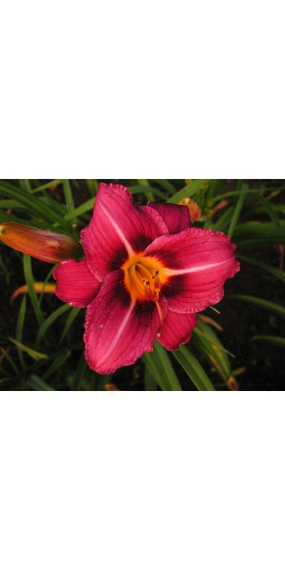 daylilies: DARIUS