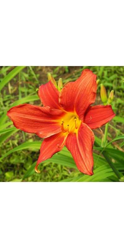 daylilies: 3-11
