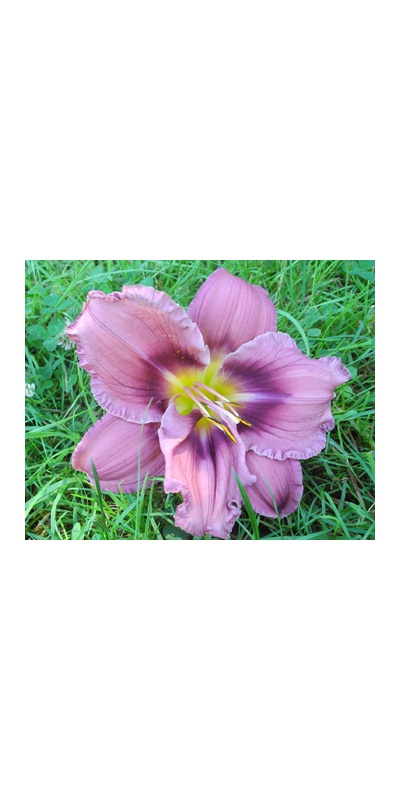 daylilies: 14-05