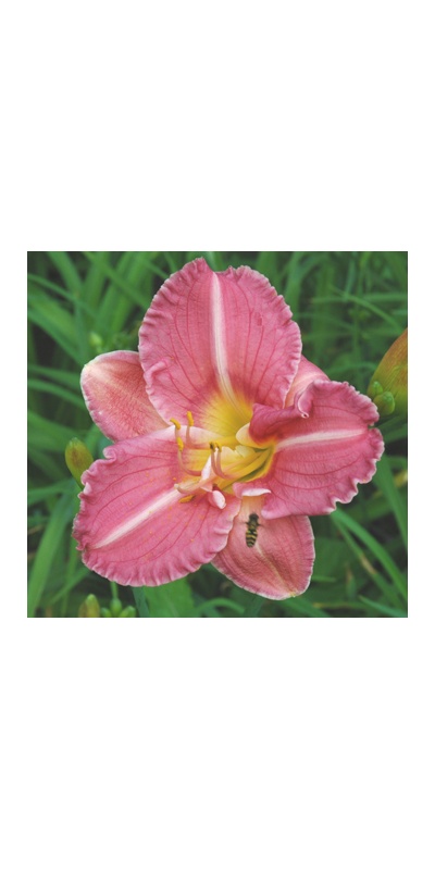 daylilies: 17-07 (VT)