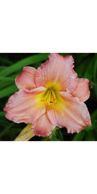 daylilies: 19-07