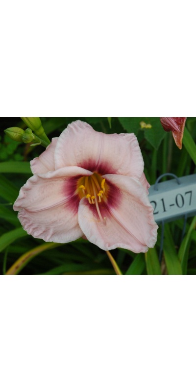 daylilies: 21-07