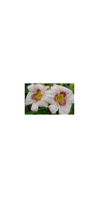 daylilies: 25-07