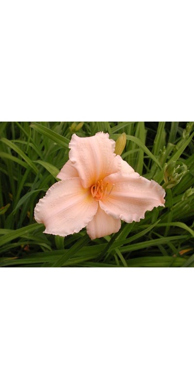 daylilies: DAYS OF HOPE
